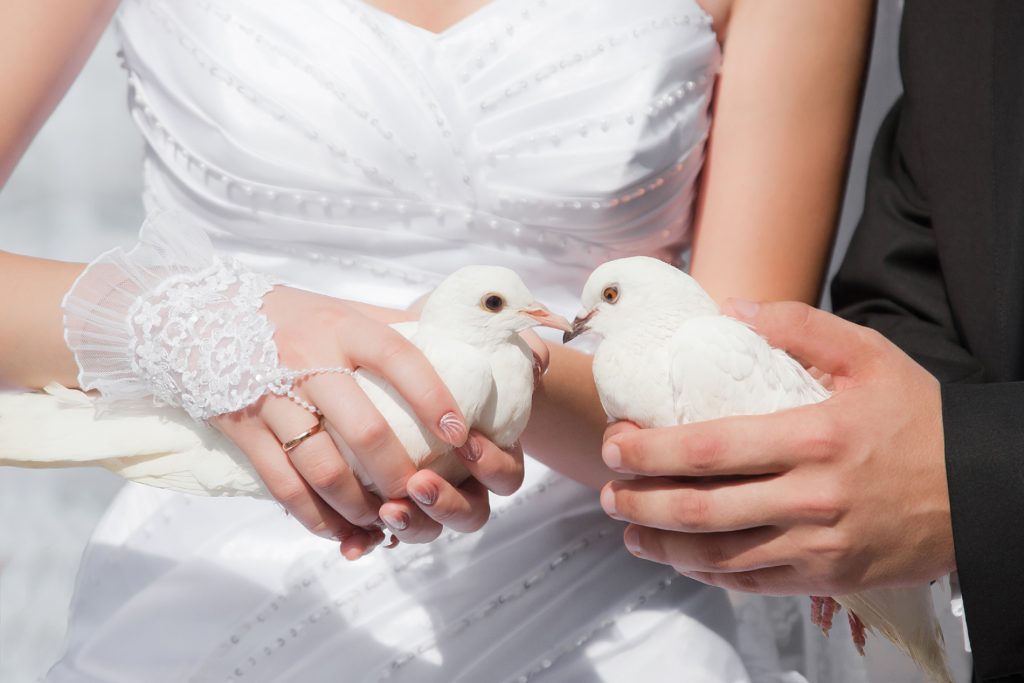 white dove release in pittsburgh